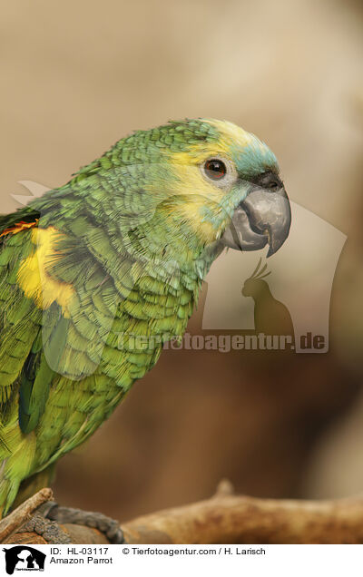 Amazon Parrot / HL-03117