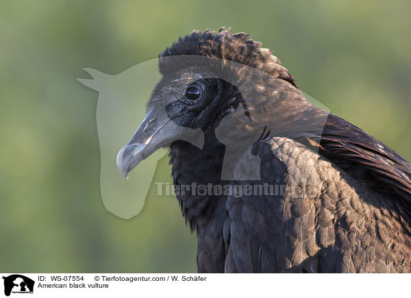 American black vulture / WS-07554