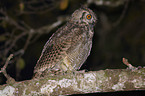 american eagle owl