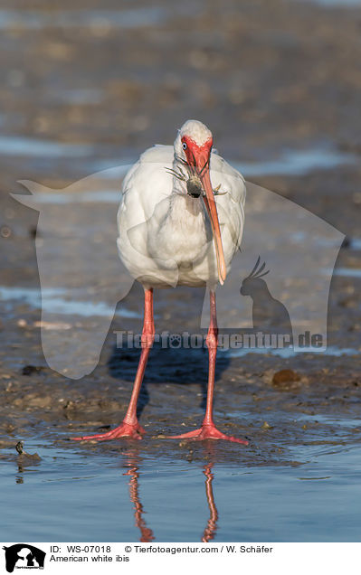 American white ibis / WS-07018
