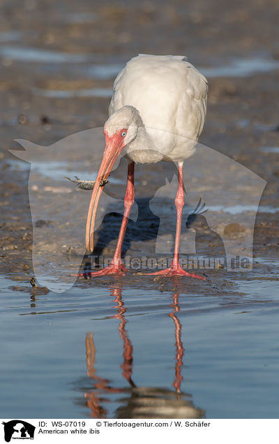 American white ibis / WS-07019