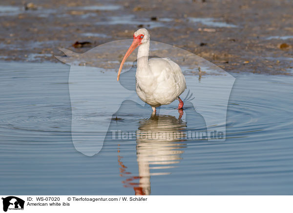 American white ibis / WS-07020