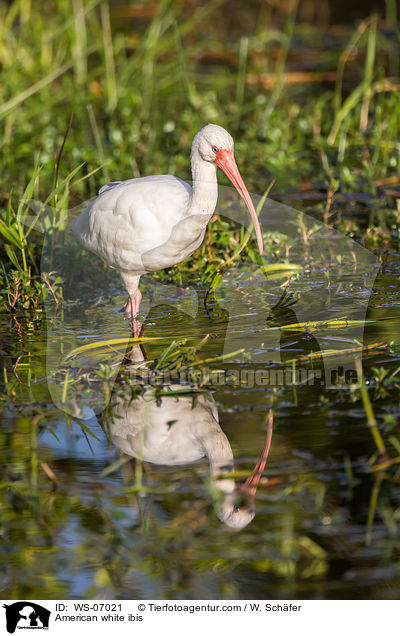 American white ibis / WS-07021