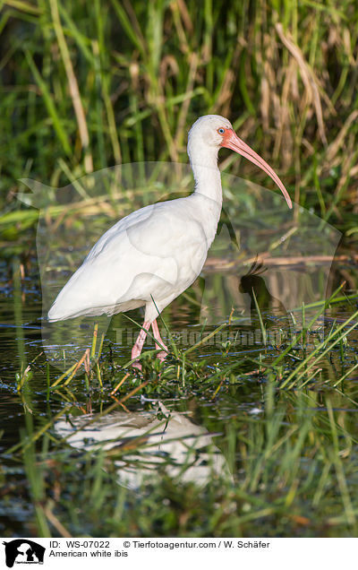 American white ibis / WS-07022