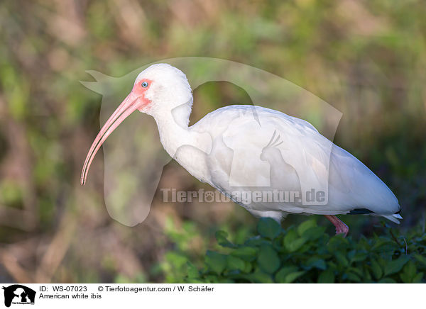 American white ibis / WS-07023