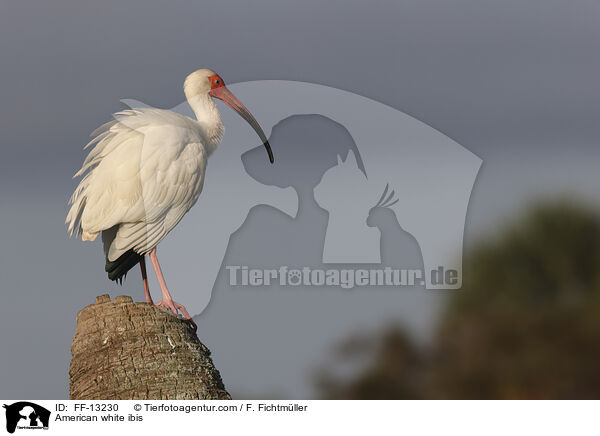 American white ibis / FF-13230