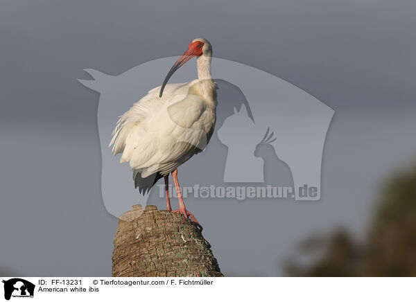 American white ibis / FF-13231