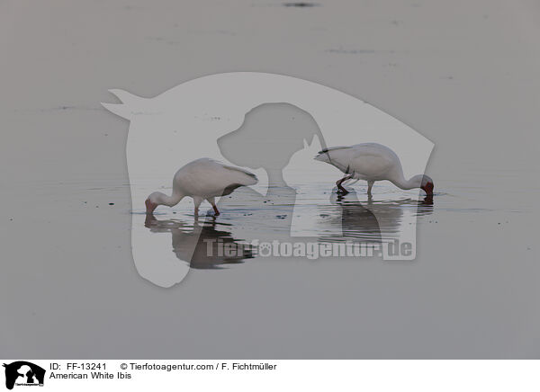 American White Ibis / FF-13241