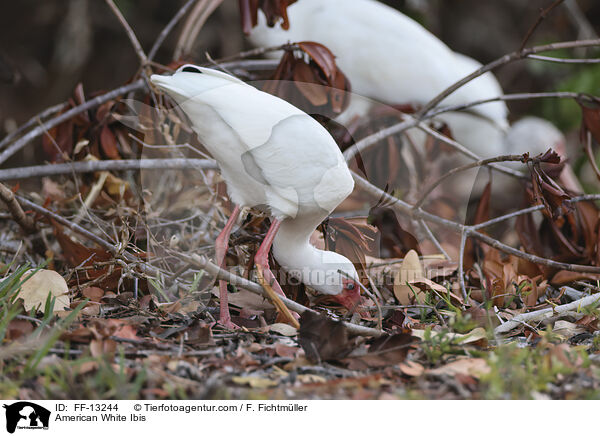 American White Ibis / FF-13244