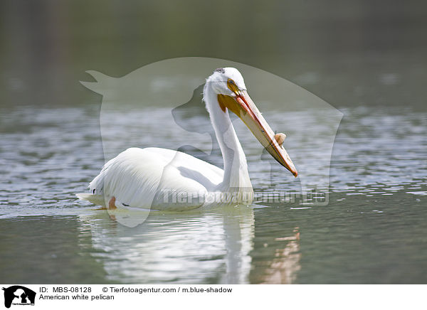 American white pelican / MBS-08128