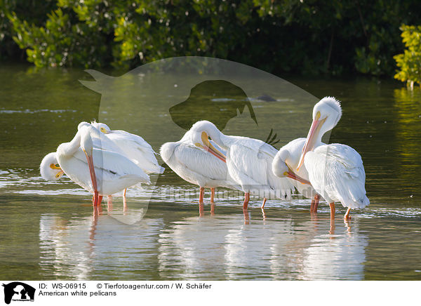 American white pelicans / WS-06915