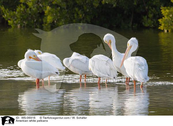 American white pelicans / WS-06916