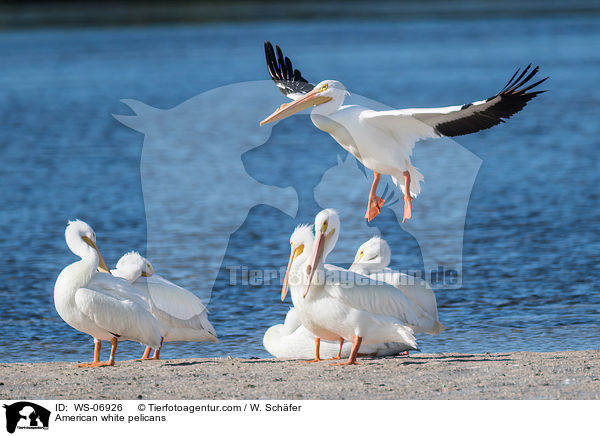 American white pelicans / WS-06926