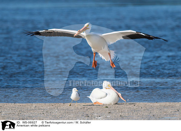 American white pelicans / WS-06927