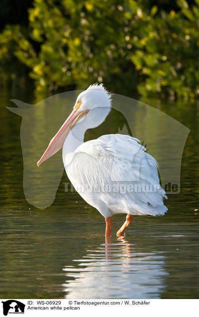 American white pelican / WS-06929