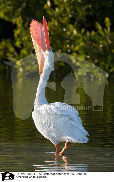 American white pelican / WS-06931
