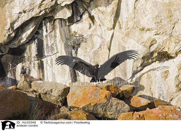 andean condor / HJ-03348