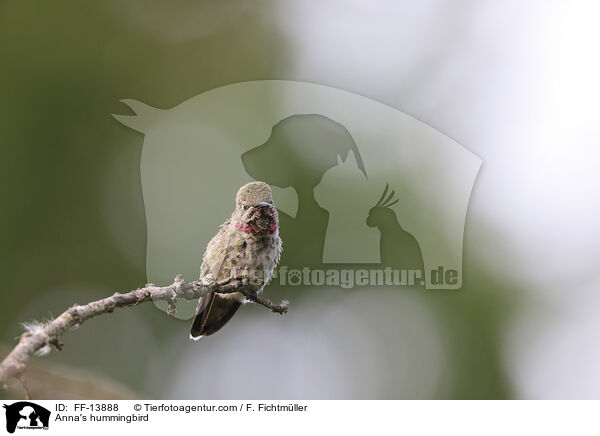 Anna's hummingbird / FF-13888