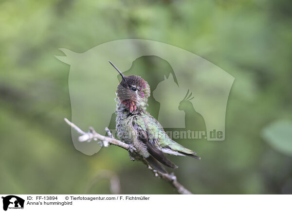 Anna's hummingbird / FF-13894