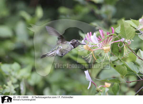 Anna's hummingbird / FF-13899