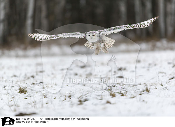Snowy owl in the winter / PW-04957