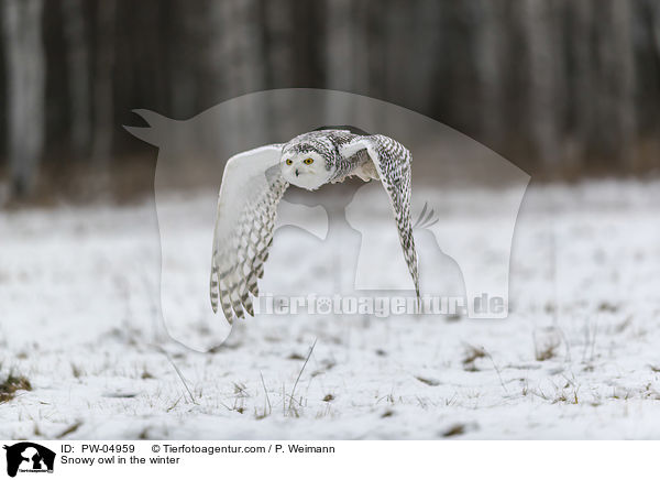 Snowy owl in the winter / PW-04959