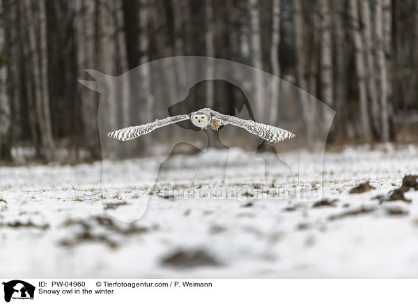 Snowy owl in the winter / PW-04960