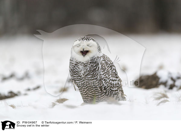 Snowy owl in the winter / PW-04967