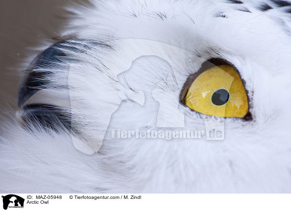 Arctic Owl / MAZ-05948