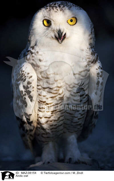 Schneeeule / Arctic owl / MAZ-06154