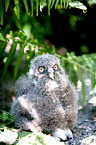 young arctic owl