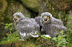 Arctic owls