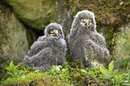 Arctic owls
