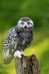 Arctic owl