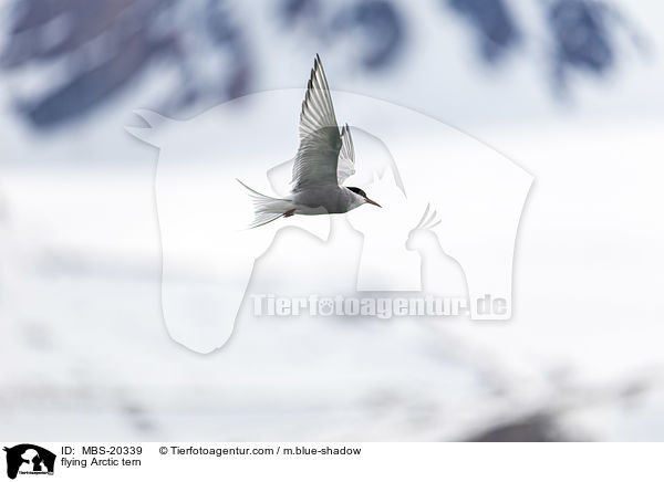 flying Arctic tern / MBS-20339