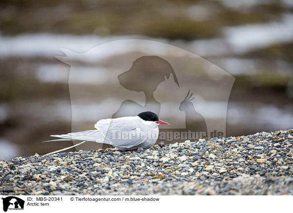 Arctic tern / MBS-20341