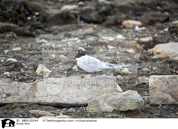 Arctic tern / MBS-20344