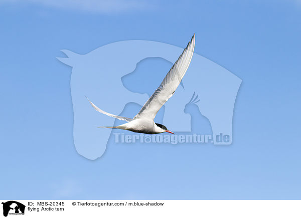 flying Arctic tern / MBS-20345
