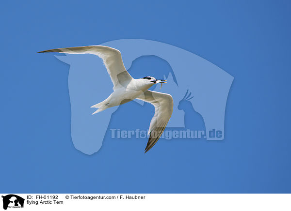 flying Arctic Tern / FH-01192
