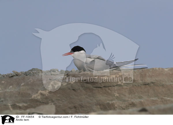 Arctic tern / FF-10654