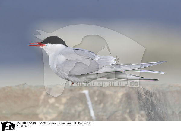 Arctic tern / FF-10655