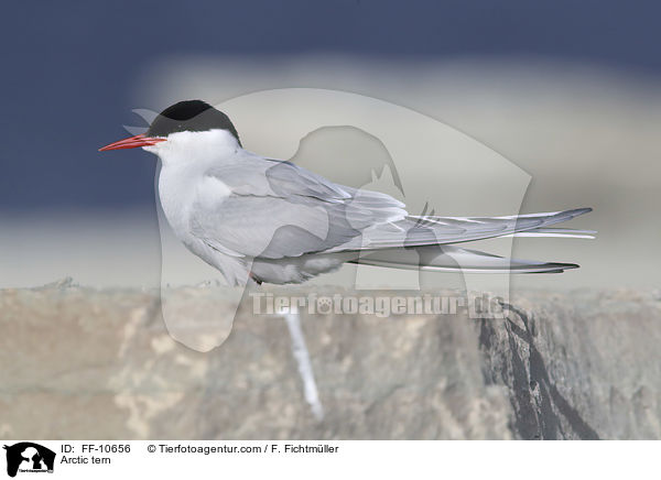 Arctic tern / FF-10656