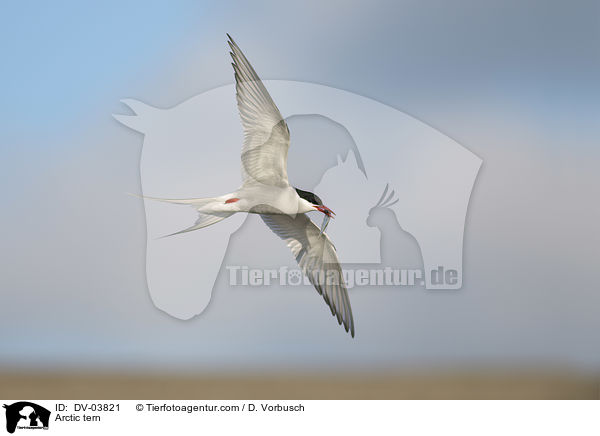 Arctic tern / DV-03821