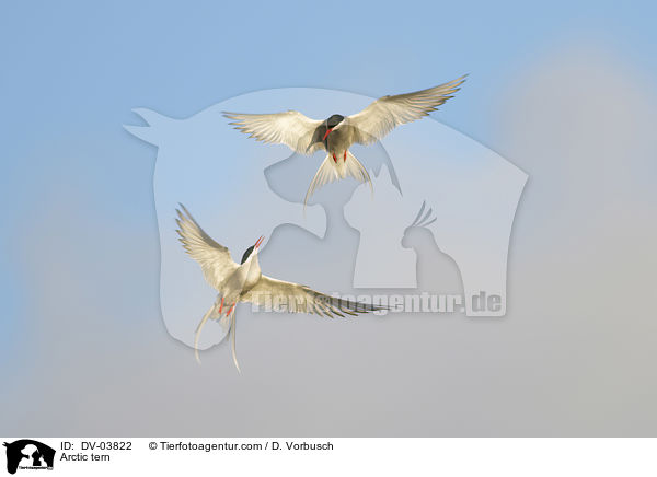 Arctic tern / DV-03822