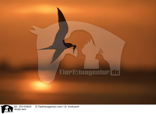 Arctic tern / DV-03825