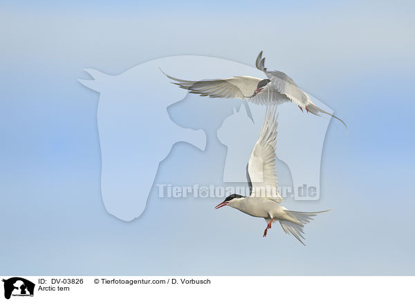 Arctic tern / DV-03826