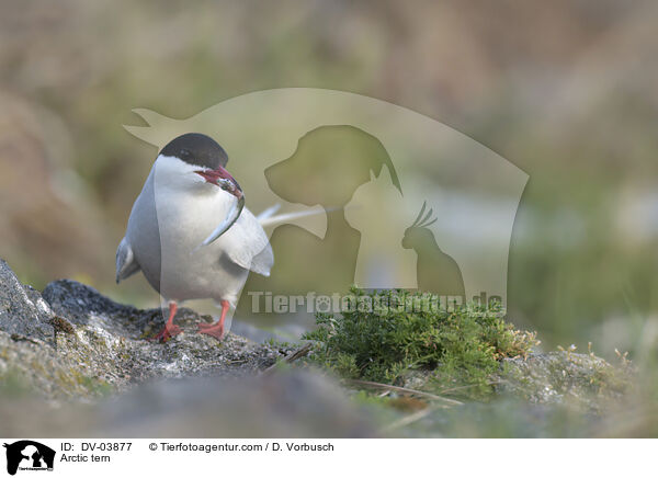 Arctic tern / DV-03877