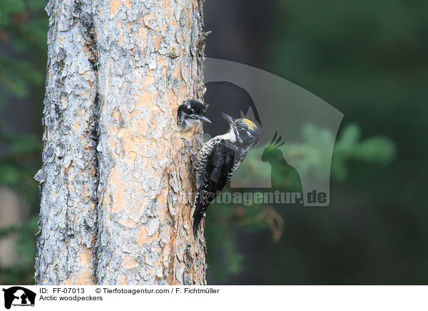 Arctic woodpeckers / FF-07013