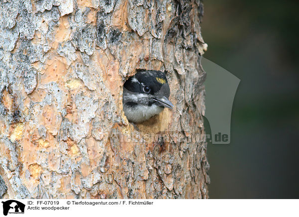 Arctic woodpecker / FF-07019