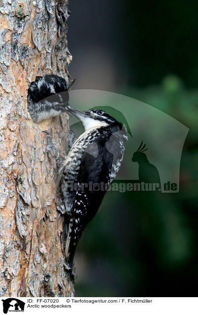Arctic woodpeckers / FF-07020